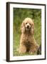 Poodle Dog-null-Framed Photographic Print