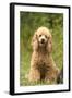 Poodle Dog-null-Framed Photographic Print