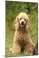 Poodle Dog-null-Mounted Photographic Print