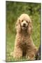 Poodle Dog-null-Mounted Photographic Print