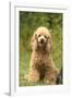 Poodle Dog-null-Framed Photographic Print