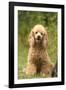 Poodle Dog-null-Framed Photographic Print