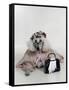 Poodle Dressed as Older Woman Laying Down-Nora Hernandez-Framed Stretched Canvas