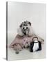 Poodle Dressed as Older Woman Laying Down-Nora Hernandez-Stretched Canvas