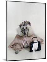 Poodle Dressed as Older Woman Laying Down-Nora Hernandez-Mounted Giclee Print