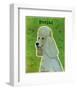 Poodle (grey)-John Golden-Framed Art Print