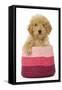 Poodle in Pink Basket-null-Framed Stretched Canvas