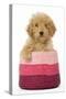 Poodle in Pink Basket-null-Stretched Canvas