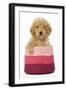 Poodle in Pink Basket-null-Framed Photographic Print