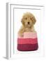 Poodle in Pink Basket-null-Framed Photographic Print