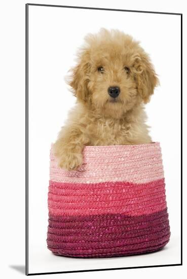 Poodle in Pink Basket-null-Mounted Photographic Print