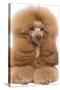 Poodle Miniature-null-Stretched Canvas