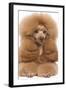 Poodle Miniature-null-Framed Photographic Print