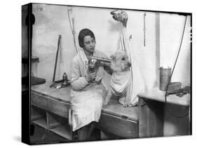 Poodle Parlour 1930s-null-Stretched Canvas