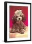 Poodle Pup-null-Framed Art Print