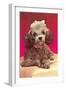 Poodle Pup-null-Framed Art Print