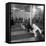 Poodle's Being Trained in Obedience School-null-Framed Stretched Canvas