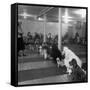 Poodle's Being Trained in Obedience School-null-Framed Stretched Canvas