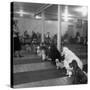 Poodle's Being Trained in Obedience School-null-Stretched Canvas