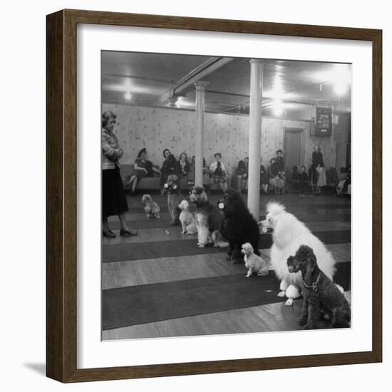 Poodle's Being Trained in Obedience School-null-Framed Photographic Print