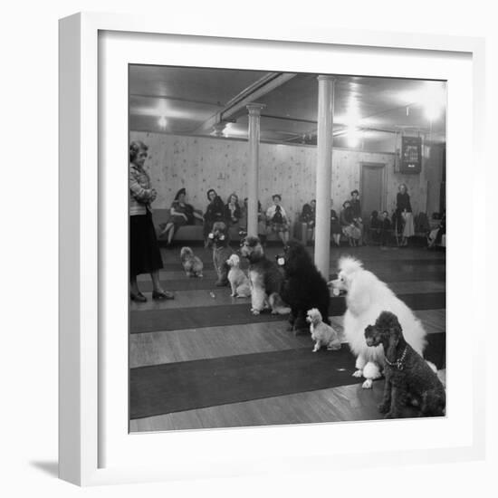 Poodle's Being Trained in Obedience School-null-Framed Photographic Print