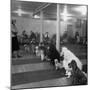 Poodle's Being Trained in Obedience School-null-Mounted Photographic Print