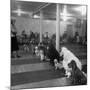 Poodle's Being Trained in Obedience School-null-Mounted Photographic Print