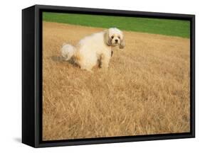 Poodle Urinating on Dead Grass-Steve Cicero-Framed Stretched Canvas