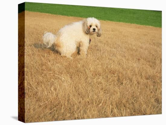 Poodle Urinating on Dead Grass-Steve Cicero-Stretched Canvas