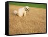 Poodle Urinating on Dead Grass-Steve Cicero-Framed Stretched Canvas