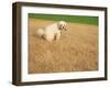 Poodle Urinating on Dead Grass-Steve Cicero-Framed Photographic Print