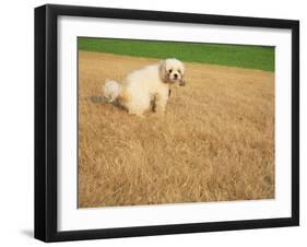 Poodle Urinating on Dead Grass-Steve Cicero-Framed Photographic Print