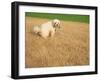 Poodle Urinating on Dead Grass-Steve Cicero-Framed Photographic Print