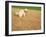 Poodle Urinating on Dead Grass-Steve Cicero-Framed Photographic Print