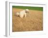 Poodle Urinating on Dead Grass-Steve Cicero-Framed Photographic Print