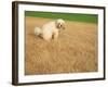 Poodle Urinating on Dead Grass-Steve Cicero-Framed Photographic Print