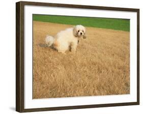 Poodle Urinating on Dead Grass-Steve Cicero-Framed Photographic Print