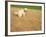 Poodle Urinating on Dead Grass-Steve Cicero-Framed Photographic Print