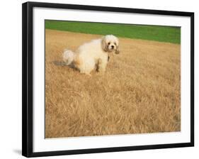 Poodle Urinating on Dead Grass-Steve Cicero-Framed Photographic Print