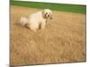 Poodle Urinating on Dead Grass-Steve Cicero-Mounted Photographic Print