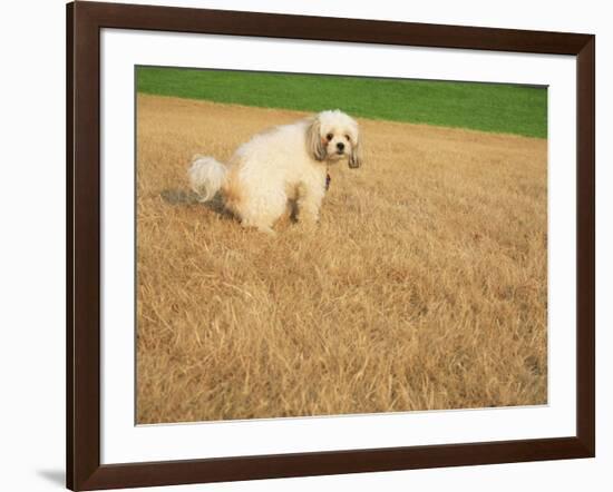 Poodle Urinating on Dead Grass-Steve Cicero-Framed Photographic Print