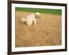 Poodle Urinating on Dead Grass-Steve Cicero-Framed Photographic Print