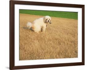 Poodle Urinating on Dead Grass-Steve Cicero-Framed Photographic Print