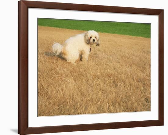 Poodle Urinating on Dead Grass-Steve Cicero-Framed Photographic Print