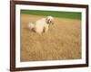 Poodle Urinating on Dead Grass-Steve Cicero-Framed Photographic Print