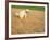 Poodle Urinating on Dead Grass-Steve Cicero-Framed Photographic Print