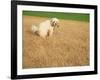 Poodle Urinating on Dead Grass-Steve Cicero-Framed Photographic Print