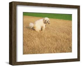 Poodle Urinating on Dead Grass-Steve Cicero-Framed Photographic Print