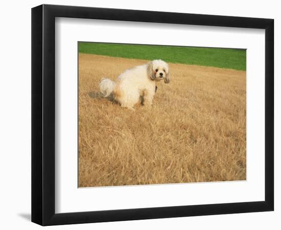 Poodle Urinating on Dead Grass-Steve Cicero-Framed Photographic Print