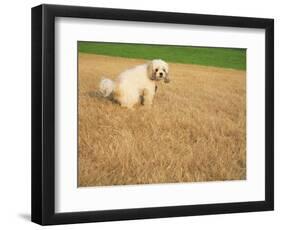 Poodle Urinating on Dead Grass-Steve Cicero-Framed Photographic Print